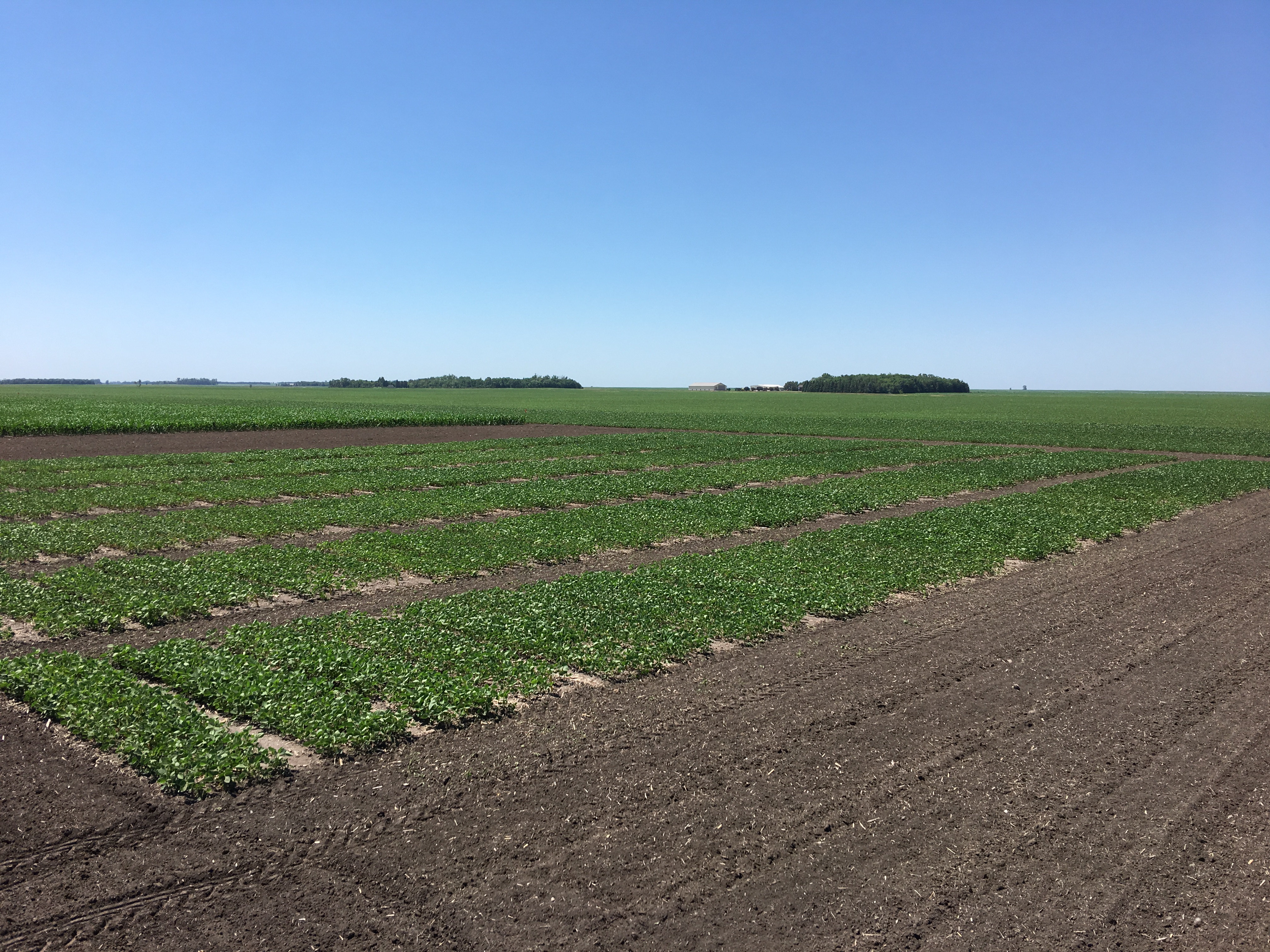 This plot shows soybean variety trials being conducted in Ransom County on July 5. (NDSU Photo)