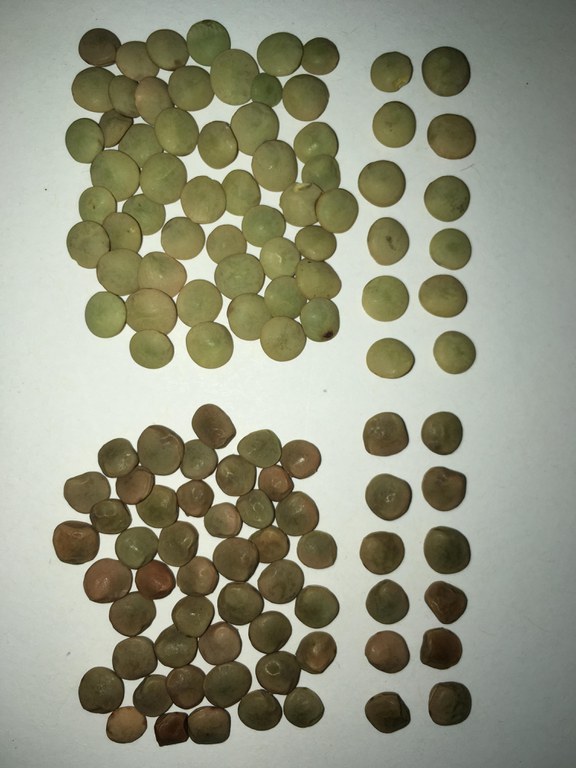 The N.D. State Seed Department urges producers to plant certified lentil seed (left) to control common vetch (right), a weed that has similar characteristics as lentil. (NDSU Photo)