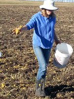 Szilvia Yuja, a research specialist at the Carrington Research Extension Center, applies wet distillers grains as part of a study on the use of distillers grains as a source of fertilizer. (NDSU photo)