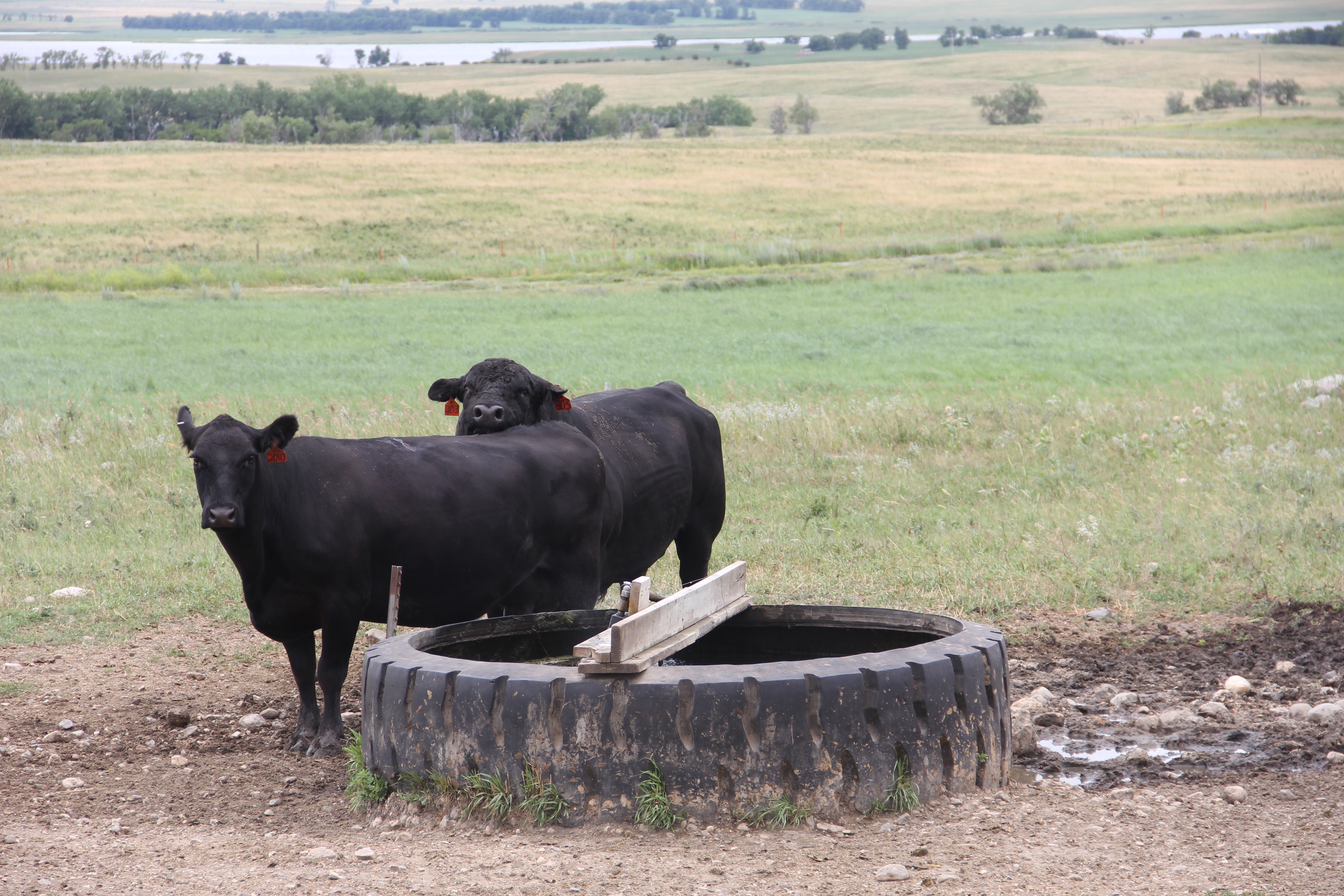 Water is critical for livestock health and production. (NDSU photo)