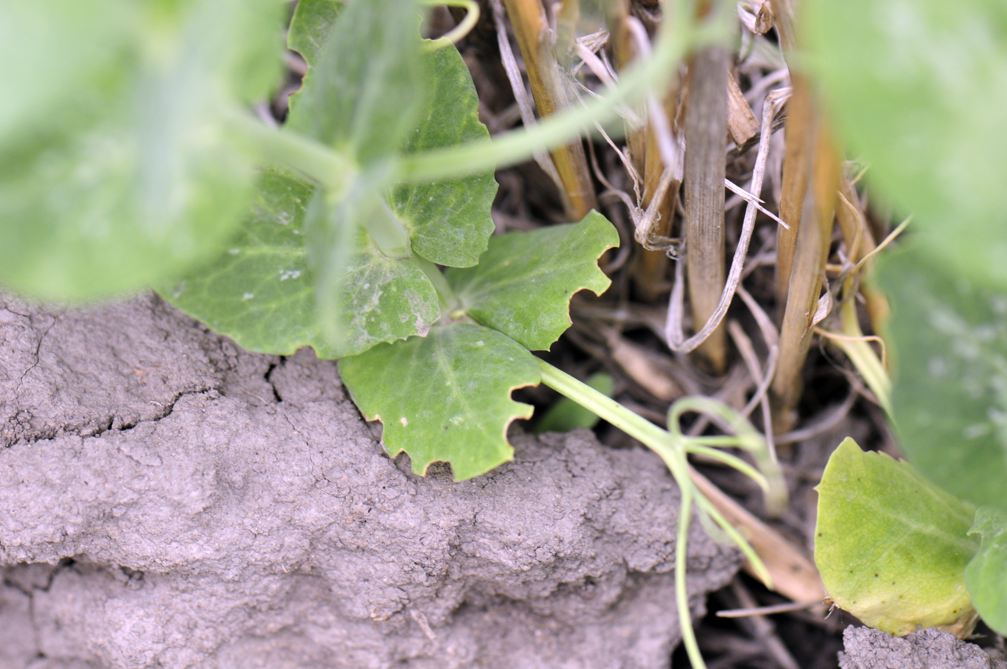 Leaf notching from a pea leaf weevil. (NDSU Photo)