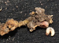 Pea leaf weevil lava feeding on the nitrogen-fixing nodule of a pea plant. (NDSU Photo)