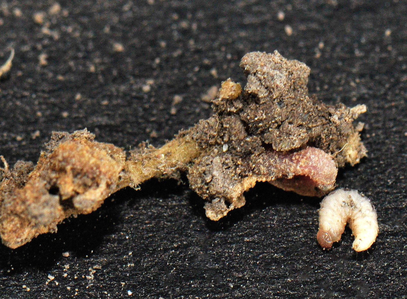 Pea leaf weevil lava feeding on the nitrogen-fixing nodule of a pea plant. (NDSU Photo)