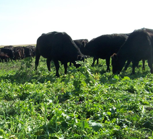Cattle graze on a cover crop mixture. (NDSU photo)