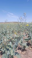 Drought-stressed canola may be a forage option for livestock producers. (NDSU photo)