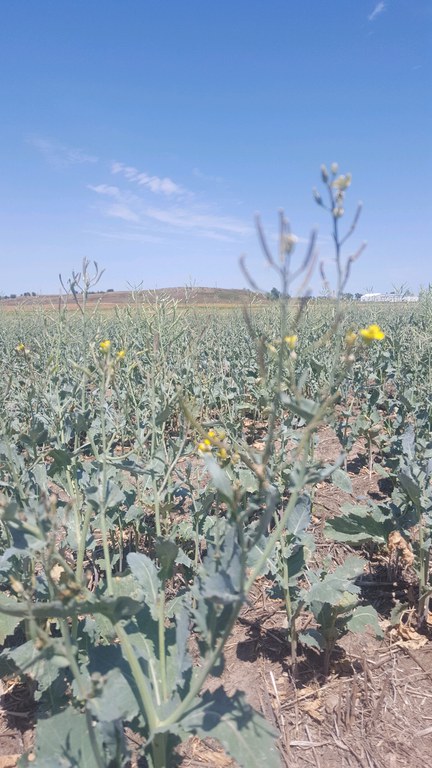 Drought-stressed canola may be a forage option for livestock producers. (NDSU photo)