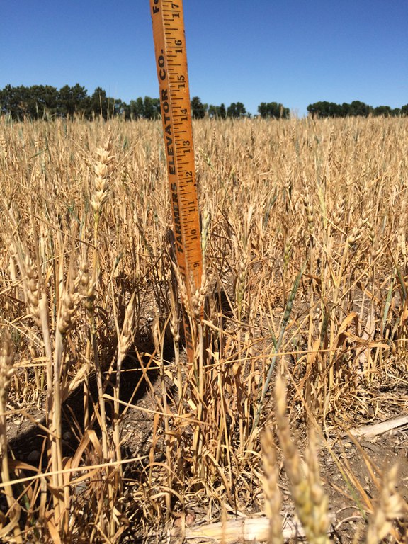 Several heads of this drought-stressed wheat crop in Sheridan County have no kernels. (NDSU photo)