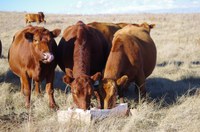 Producers must have a written order from their veterinarian before buying antibiotics intended for use in livestock feed. (NDSU photo)