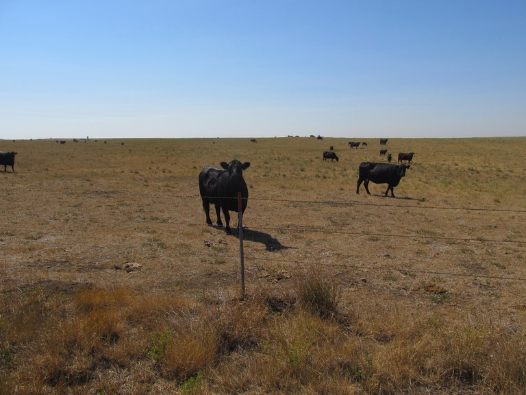 An NDSU Excel program can give producers an estimate of aid they might receive through the Livestock Forage Program. (NDSU photo)