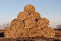 Hay could be in short supply in parts of the state experiencing drought conditions. (NDSU photo)