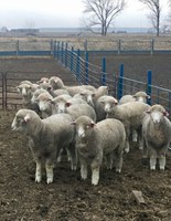 Lamb LRP means sheep producers no longer have to accept whatever the market price is on sale day. (NDSU photo)