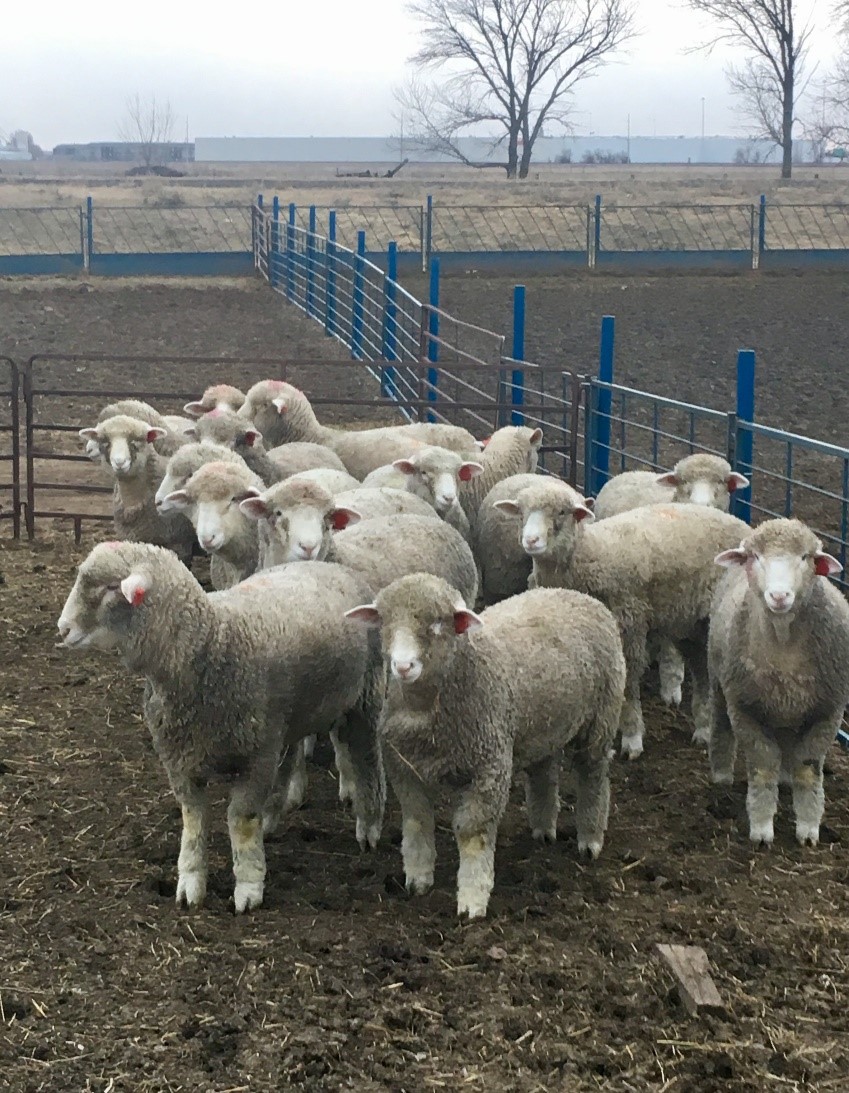 Lamb LRP means sheep producers no longer have to accept whatever the market price is on sale day. (NDSU photo)