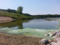 Cyanobacteria, also known as blue-green algae, can be toxic to livestock and wildife. (Photo courtesy of the Walsh County Soil Conservation District)