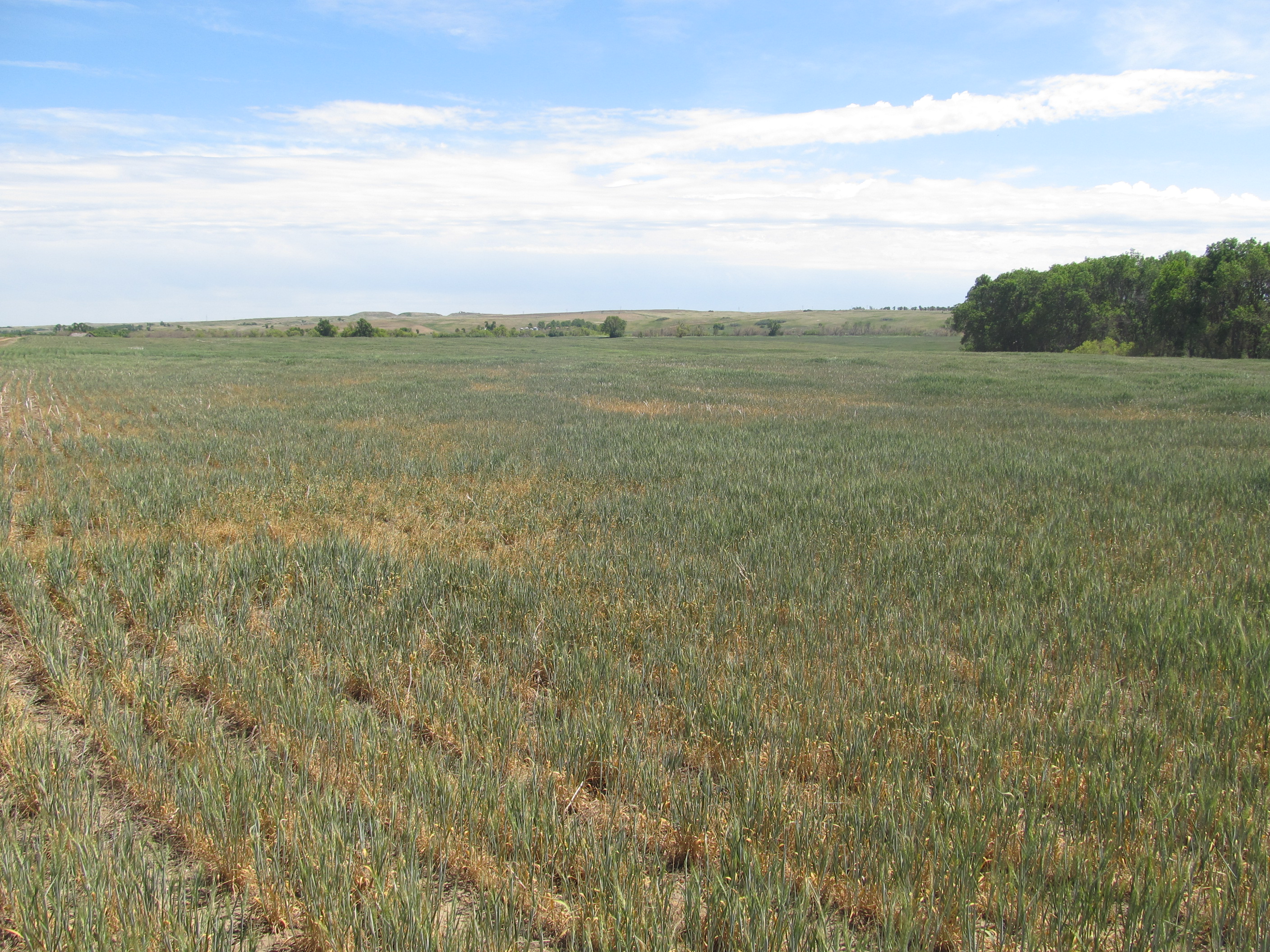 Livestock are at risk of nitrate poisoning if they eat drought-stressed crops and forages. (NDSU photo)