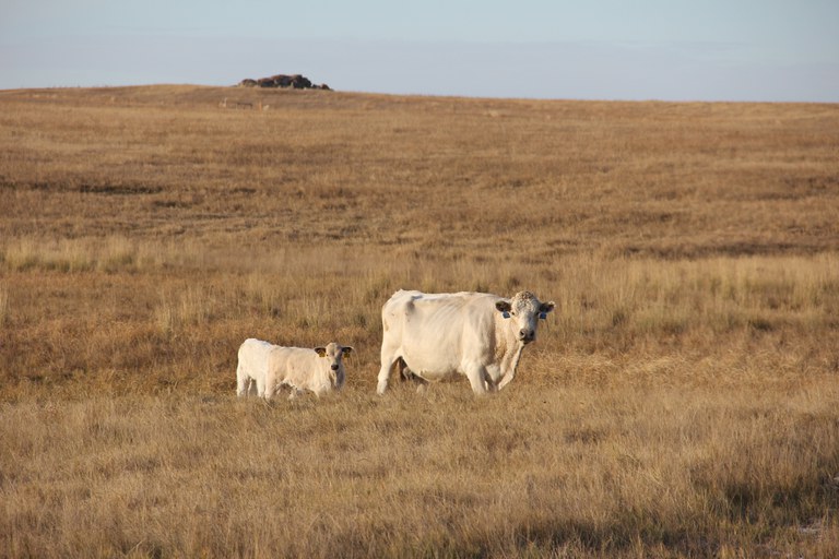 North Dakota's dry conditions are a concern for livestock producers. (NDSU photo)