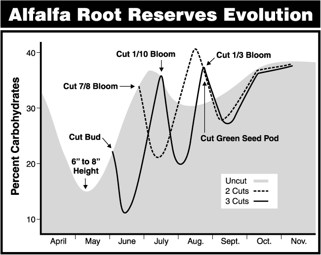 Alfalfa Root Reserves Evolution