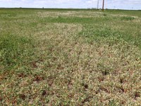 Drought is causing spring alfalfa growth to wilt. (NDSU photo)