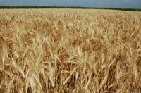 Farm bill payments of nearly $350 million on North Dakota wheat base acres are expected in 2017, for the 2016 crop. (NDSU Photo)