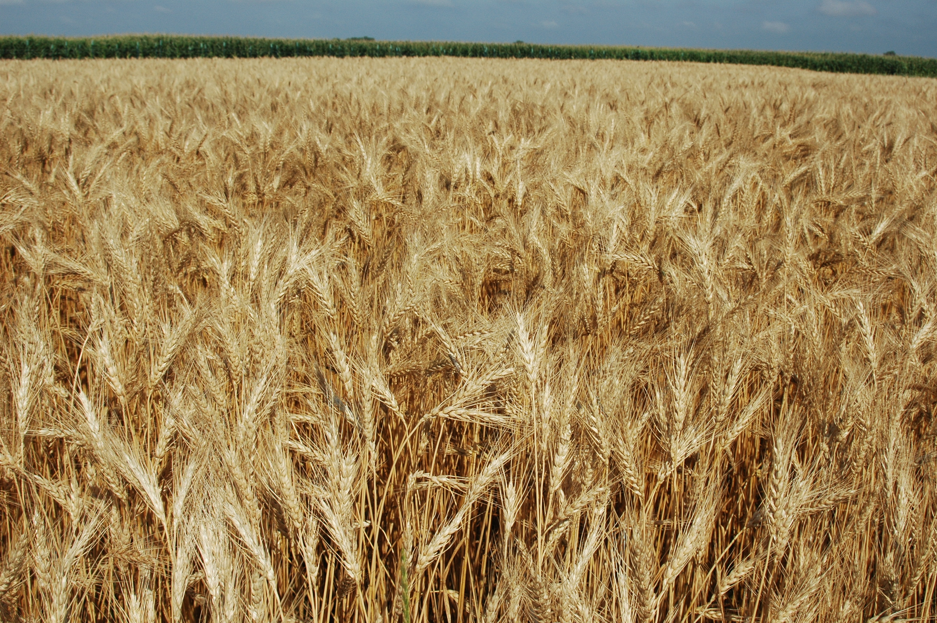 Farm bill payments of nearly $350 million on North Dakota wheat base acres are expected in 2017, for the 2016 crop. (NDSU Photo)