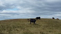 Evaluate pasture rental rates before renewing your rental contract. (NDSU photo)