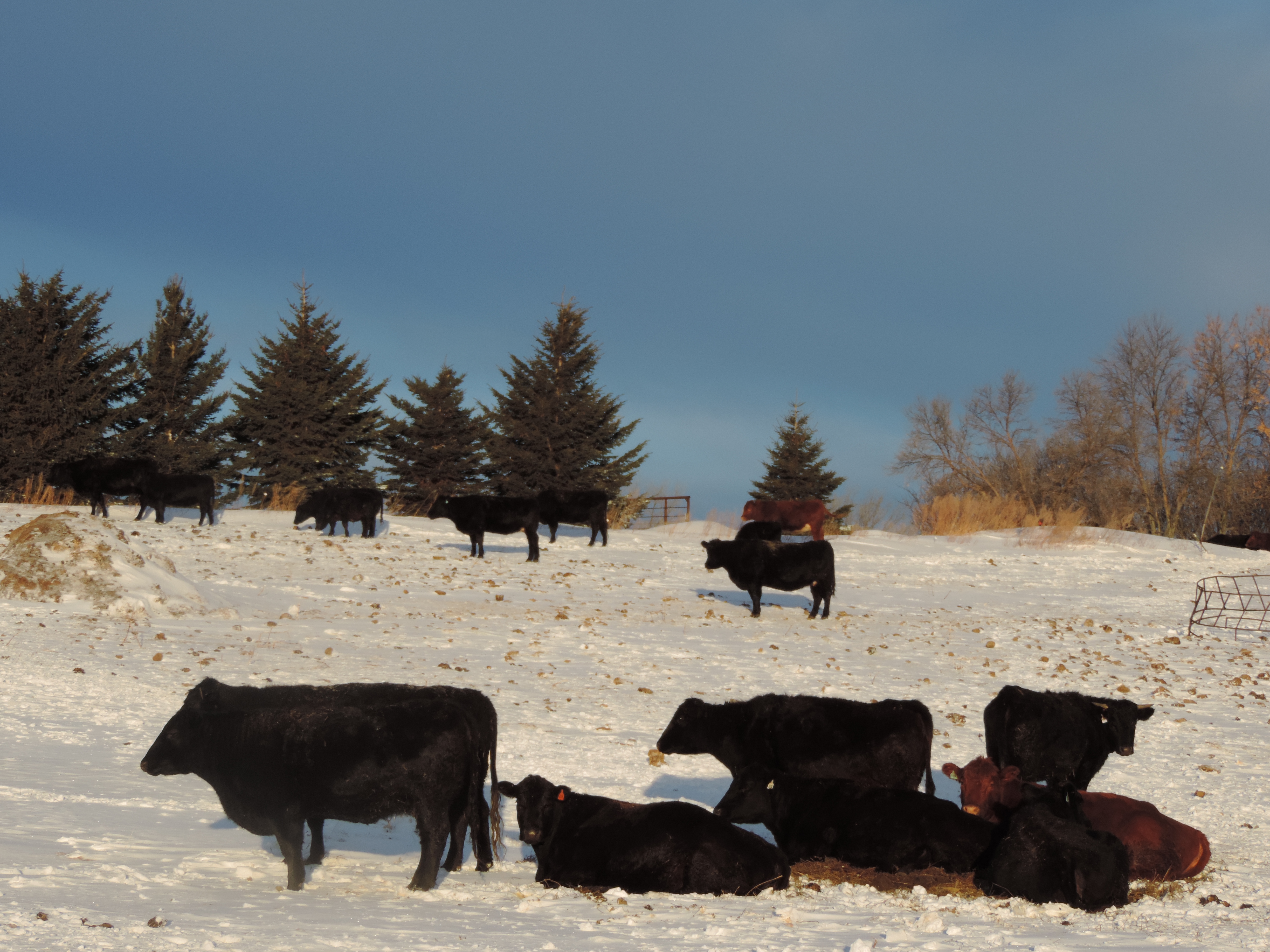 Good management includes providing cattle with adequate protection in the winter. (NDSU photo)