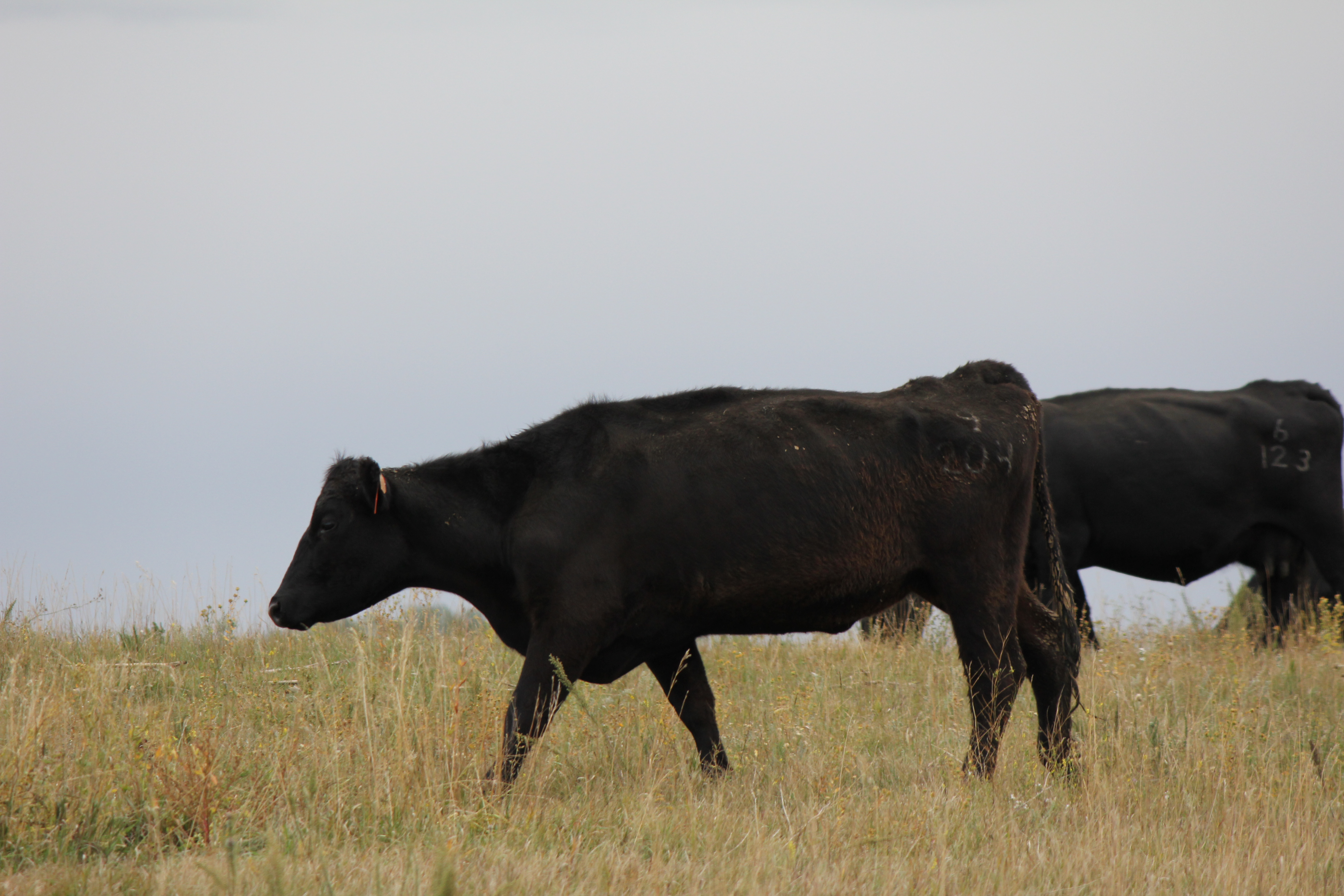 A poor body condition at calving can result in lower calf birth weights, weak calves and/or an increase in calf deaths. (NDSU photo)