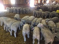 Sales of Livestock Risk Protection insurance for lambs (LRP-Lamb) resumed on April 24. (NDSU Photo)