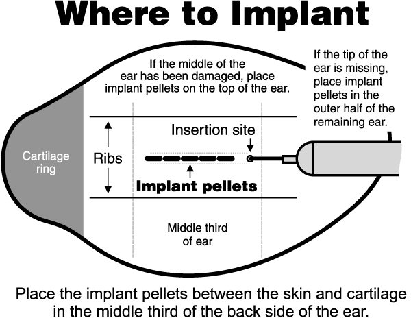 Where to Implant: Place the implant pellets between the skin and cartilage in the middle third of the back side of the ear.