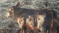 Early detection of coccidiosis is important for getting calves treated, NDSU Extension livestock specialists say. (NDSU photo)