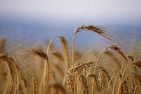 North Dakota's spring wheat yield was strong: the fourth highest on record. (Pixabay Photo)