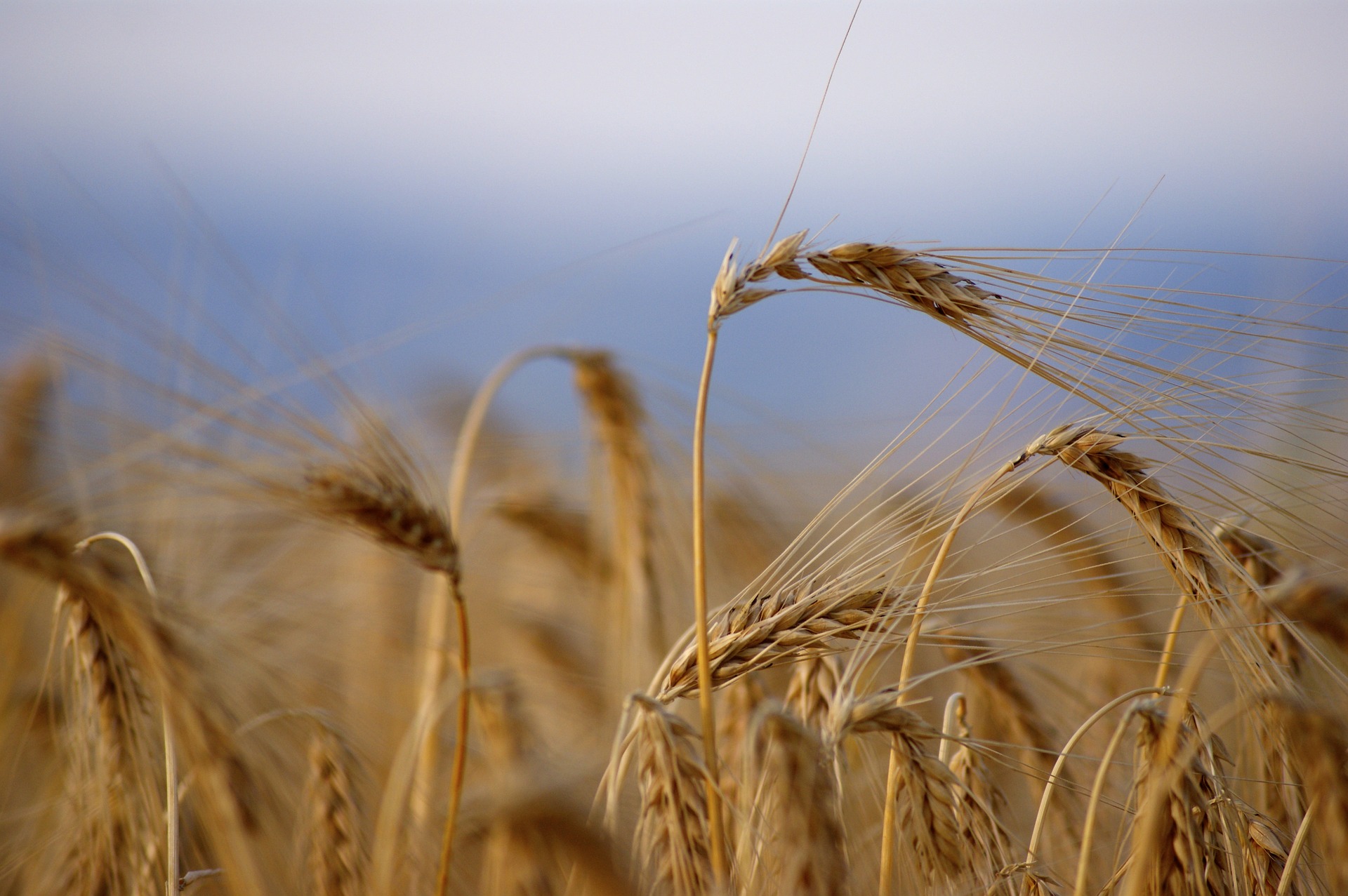 North Dakota's spring wheat yield was strong: the fourth highest on record. (Pixabay Photo)