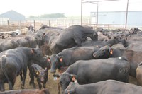 This group of cattle is being worked for artificial imsemination breeding. (NDSU photo)
