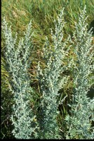 Chemcial control is the only option for absinth wormwood. (NDSU photo)