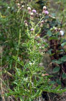 Chemical applications provide the best control of Canada thistle. (NDSU photo)