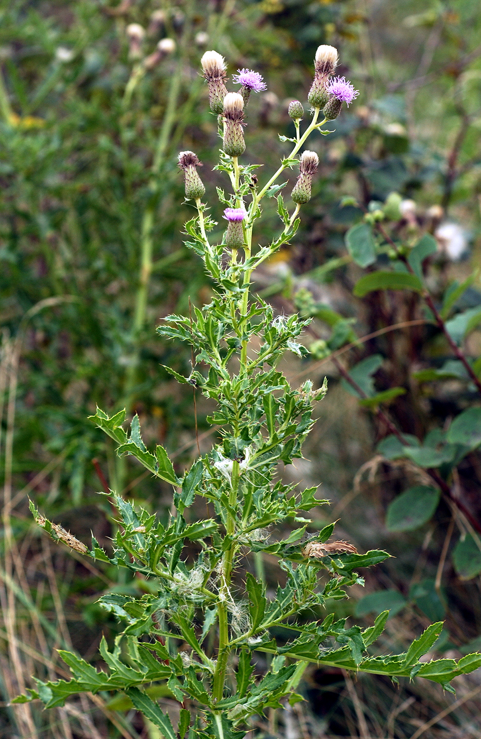 Chemical applications provide the best control of Canada thistle. (NDSU photo)