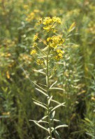 Leafy spurge is the most recognized noxious weed in North Dakota. (NDSU photo)