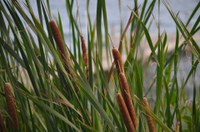 Cattail management will be the focus of the 3rd International Sustainable Wetland Plant Management Conference at NDSU. (Pixabay Photo)