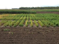 NDSU researchers find that planting dates have minimal impact on dry edible bean yields. (NDSU photo)