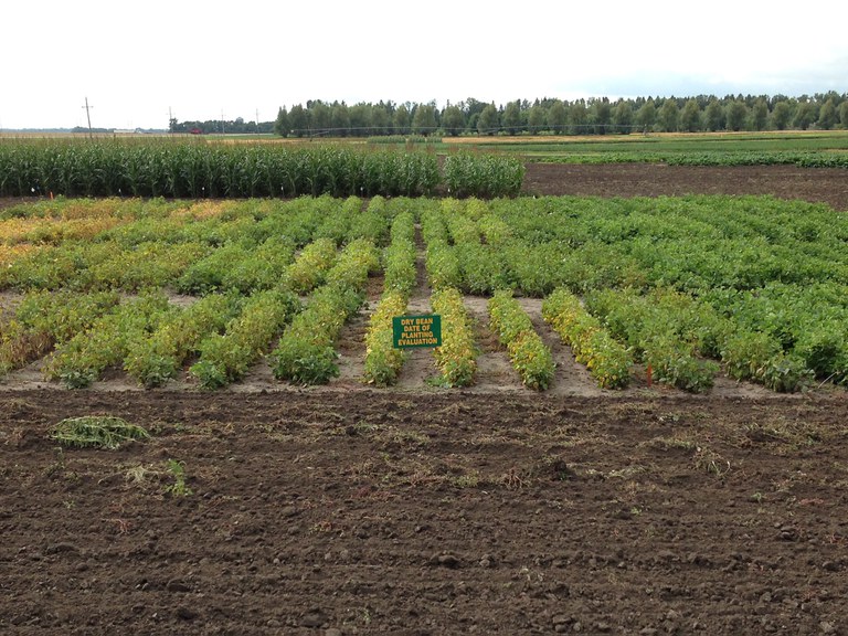 NDSU researchers find that planting dates have minimal impact on dry edible bean yields. (NDSU photo)