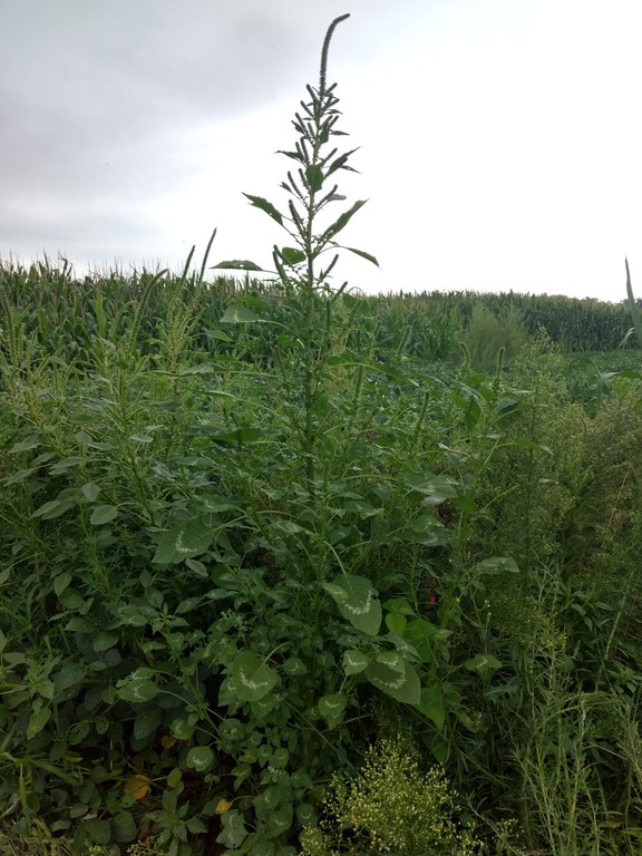 How to keep Palmer amaranth out of North Dakota will be one of the topics covered during the Central Dakota Ag Day program. (NDSU photo)