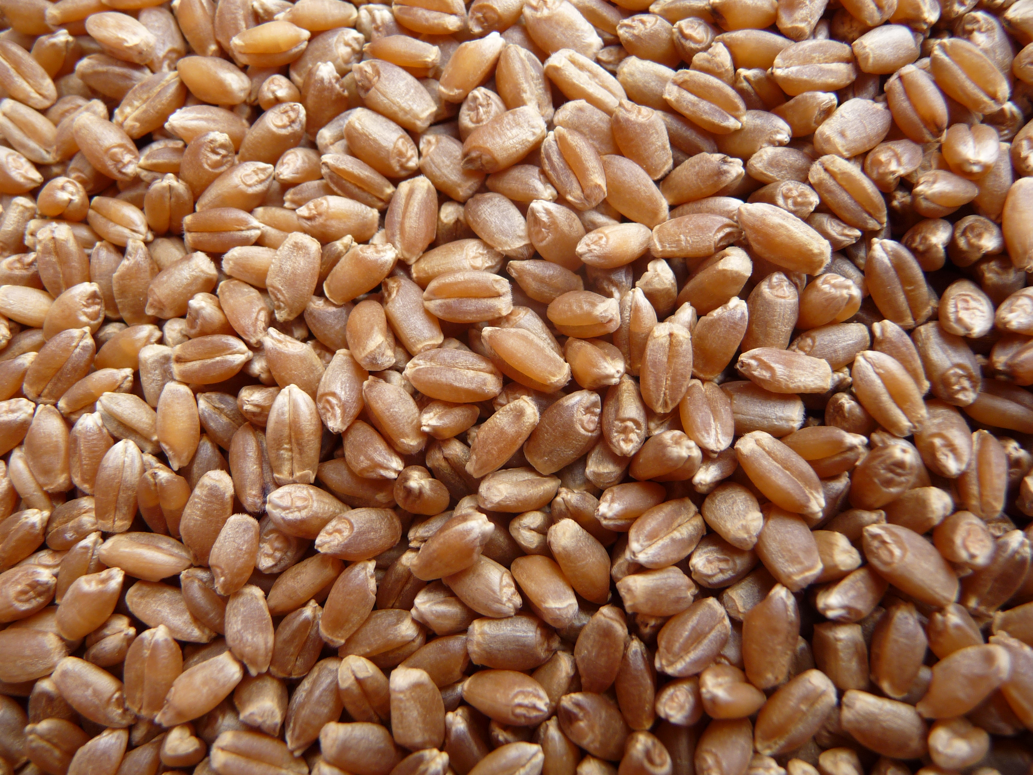 North Dakota Crop Improvement and Seed Association district meetings will give producers and others an opportunity to learn about seed varieties such as ND VitPro, a hard red spring wheat developed at NDSU. (NDSU photo)