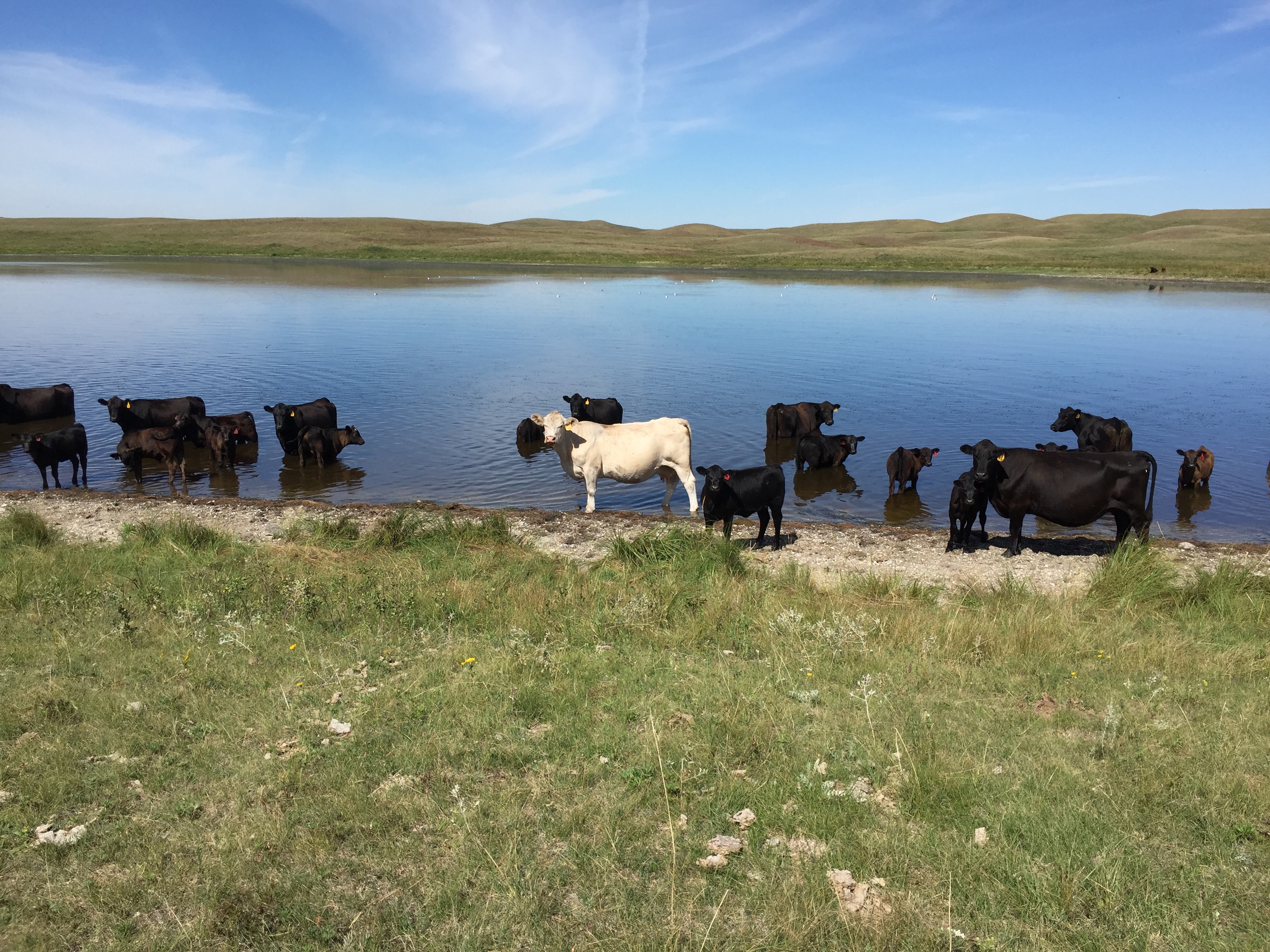 NDSU research demonstrates the importance of providing beef cattle with the nutrients they need. (NDSU photo)