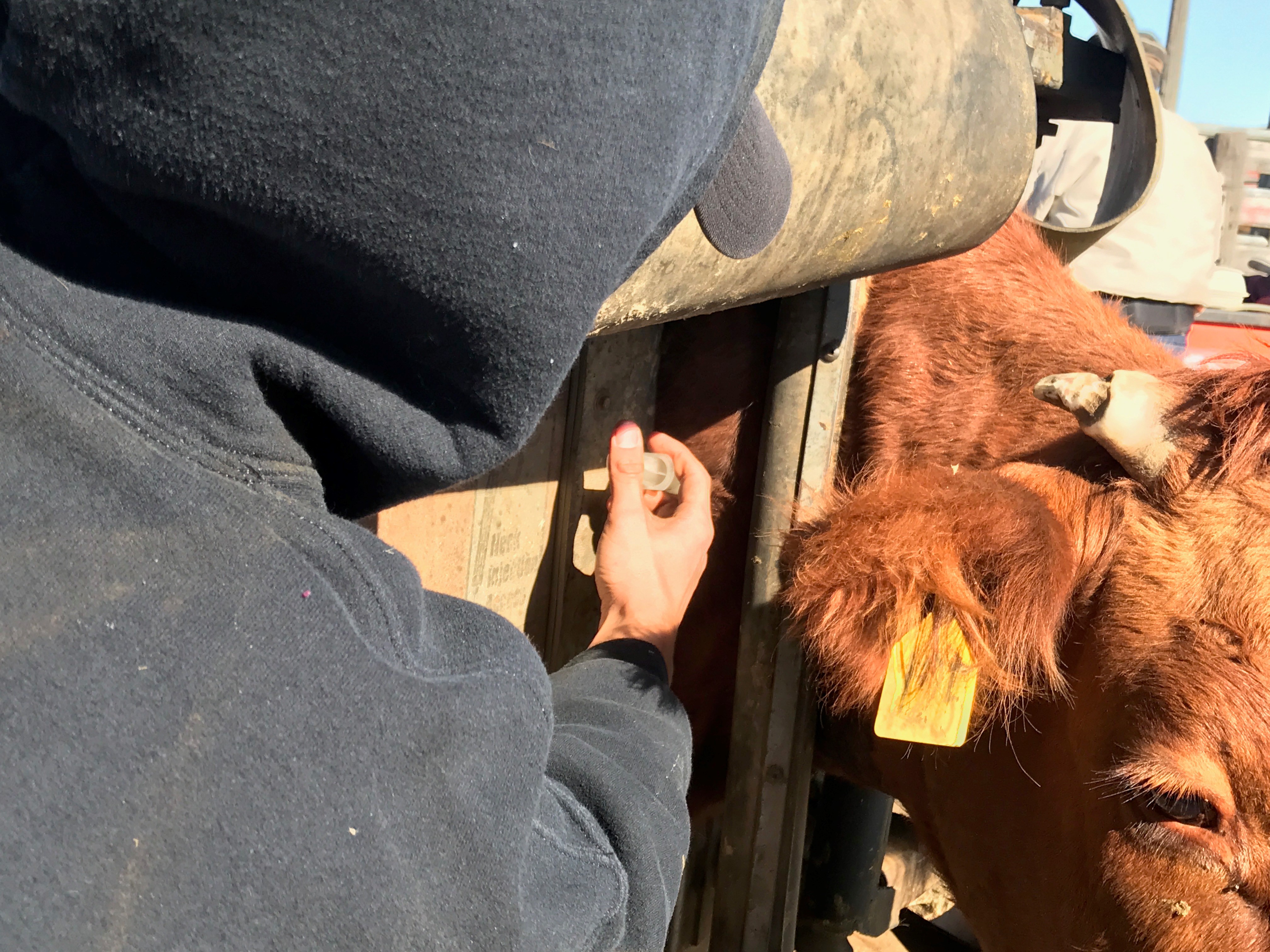 A vaccination plan is essential on every cattle operation. (NDSU photo)