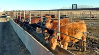 U.S. and Canadian experts will discuss stockmanship, market trends and drought challenges during the Dakota Cattle Conference. (NDSU photo)