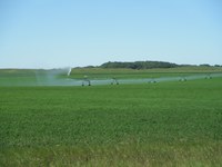 The number of irrigated acres in North Dakota increased from 190,000 in 1993 to more than 300,000 in 2016. (NDSU photo)