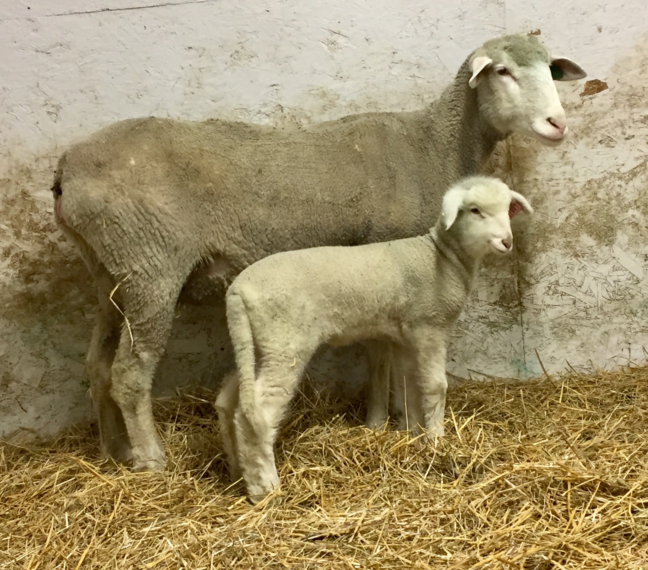 Ewe reproduction strategies will be one of the topics covered at the joint North Dakota and Minnesota Lamb and Wool Producers associations' conference, set for Dec. 1-2. (NDSU photo)