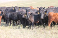 Performance data and genetics can help producers select the right cows for their operation. (Photo courtesy of James Odermann, Belfield, N.D.)