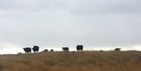 Late-summer rains mean producers may be able to take advantage of grreen-up in pastures and hay land. (NDSU photo)