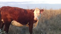 Pinkeye has been affecting cattle in some North Dakota herds. (NDSU photo)