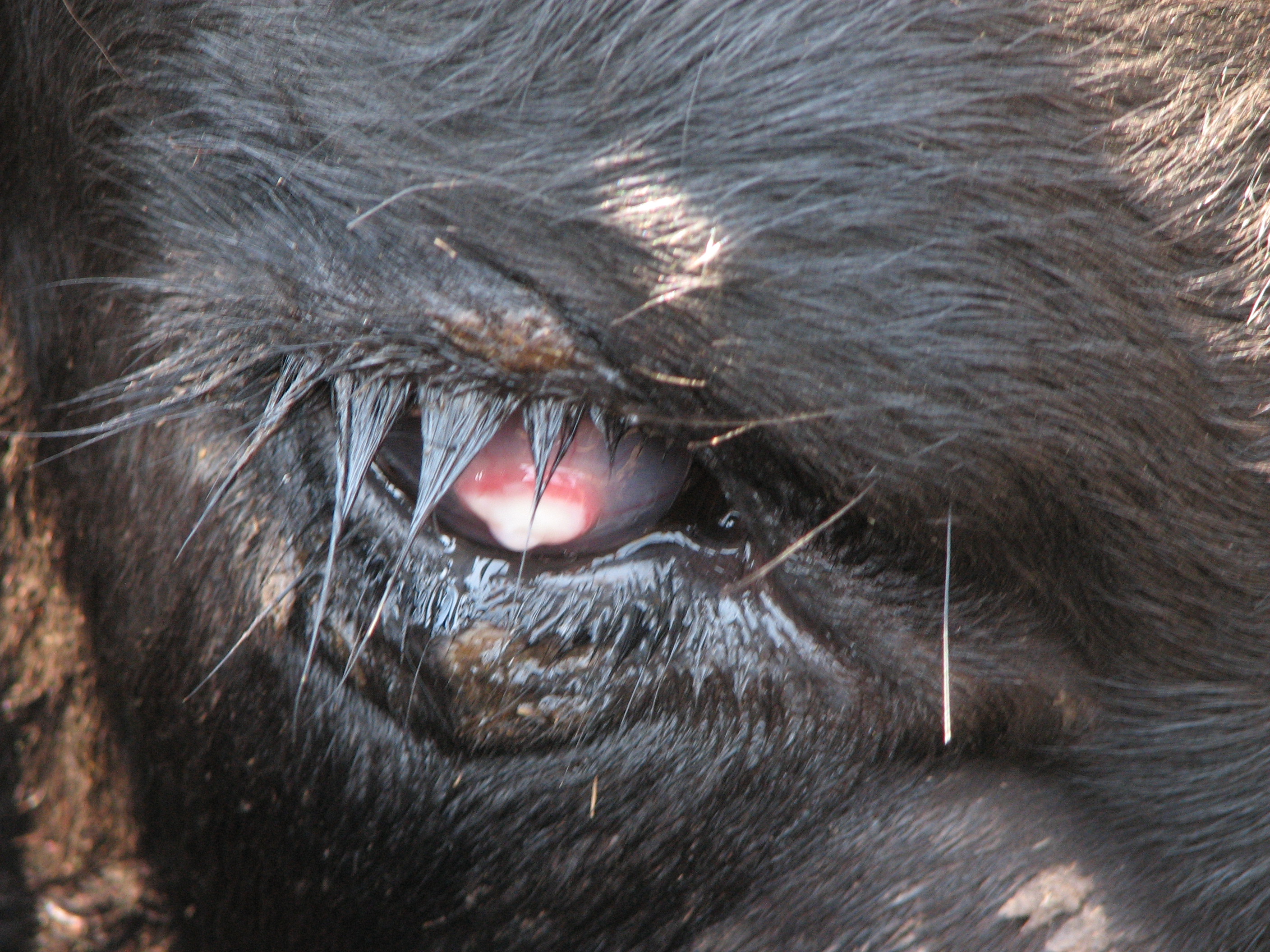 Teary eyes, redness around the eye's iris and squinting are among the symptoms of pinkeye. (Photo courtesy of Russ Daly, South Dakota State University Extension veterinarian)